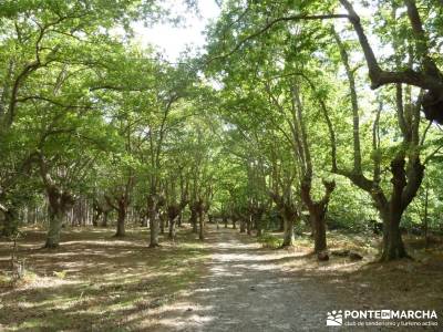 Parque Natural Gorbeia - Hayedo de Altube - Cascada de Gujuli;compañeros para viajar recorrido por 